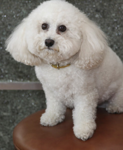 Bijou color
